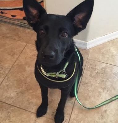 Black Dog For Adoption 9