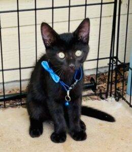 Black Kitten Adoption Fouke AR