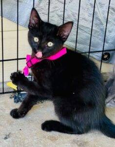Black Kitten For Adoption Fouke AR