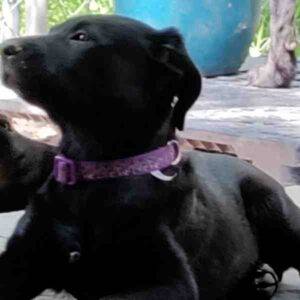 Shepador puppy for adoption balch springs texas 5