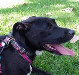 Labrador Retriever Mix For Adoption in Anaheim, CA – Adopt Sugar Today!