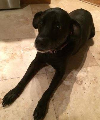Black Lab Mix For Adoption to Loving Home in Houston