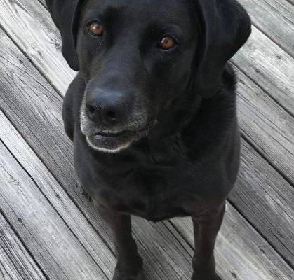 Black Labrador Retriever For Adoption Greenville NC 1