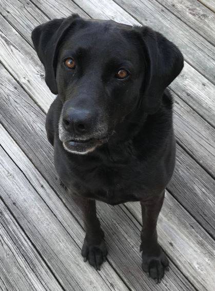 Black Labrador Retriever For Adoption Greenville NC 1