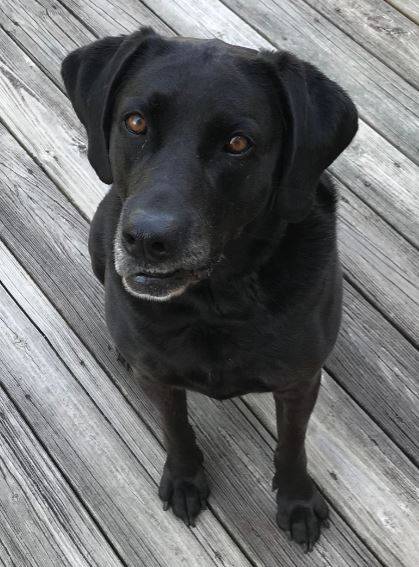 Black labrador retriever lab for adoption near greenville nc