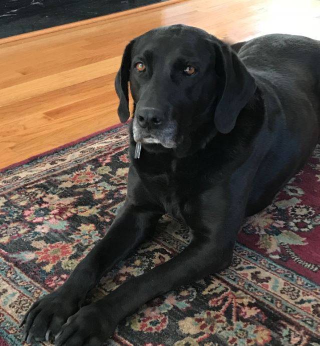 Black labrador retriever for adoption greenville nc 1