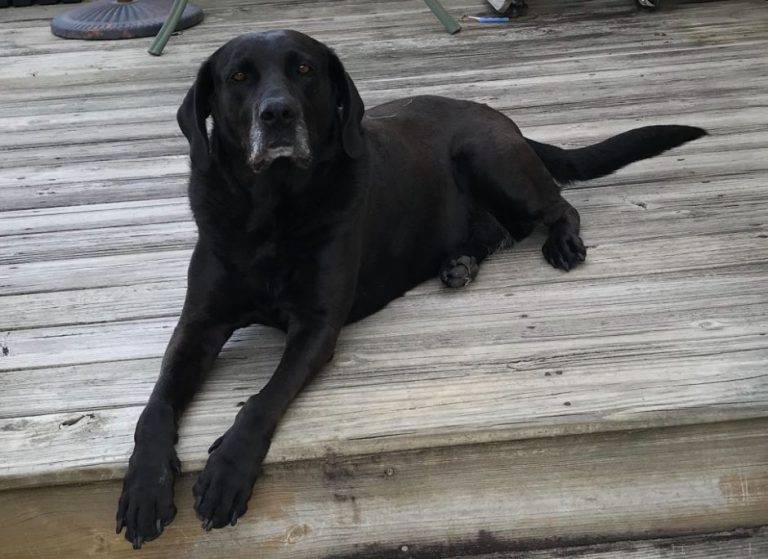 Black Labrador Retriever Lab For Adoption Near Greenville NC Pet