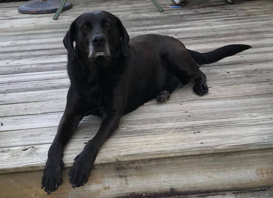 Black labrador retriever for adoption greenville nc 1