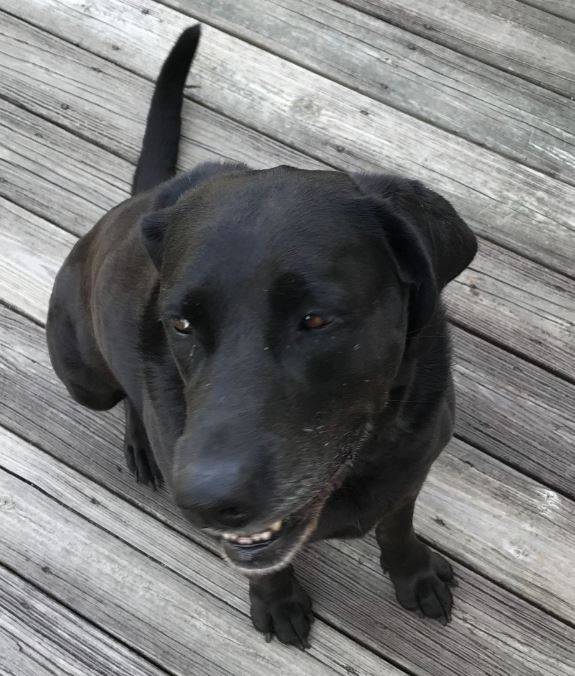 Black labrador retriever for adoption greenville nc 1