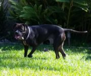 Black Labrador Retriever Mix For Adoption in Orange County CA