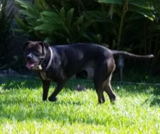 Black Labrador Retriever Mix For Adoption in Orange County CA