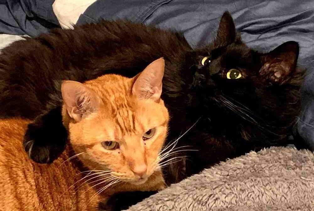 ADOPTED – Maine Coon and Orange Tabby Cats in Indianapolis – Supplies Included – Adopt Bear and Boots