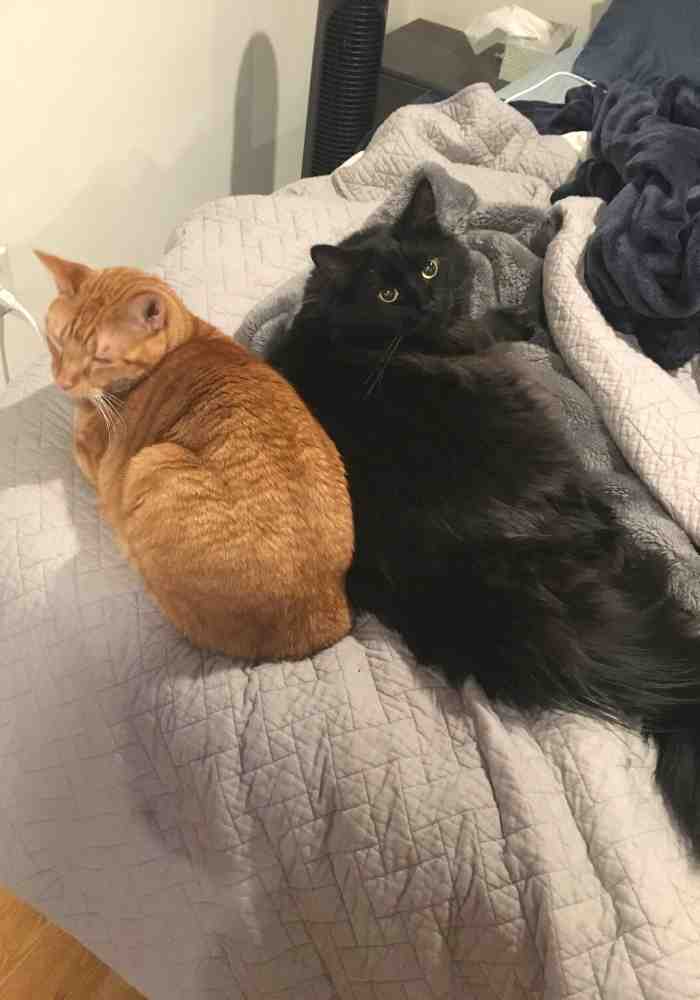 Black maine coon and orange tabby cats adopted in indianapolis in