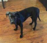 Jojo – Sweet, Cuddly 11 Mo Male Mastiff / Labrador Retriever Puppy Seeks Only Pet Home in San Jose CA – Supplies Included