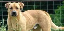 Black Mouth Cur Adoption