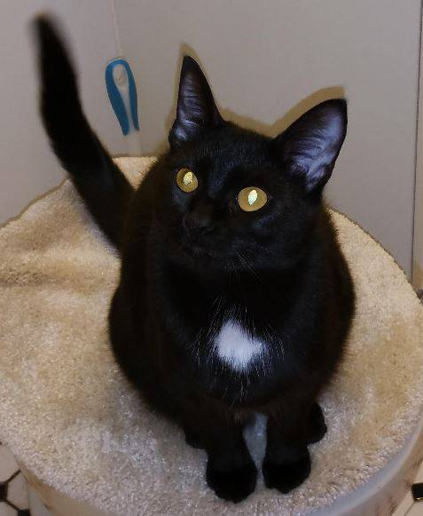 Rehomed – tantalizing tillie – sweet 1 yr old female kitty found a loving home in just 1 day – chicago