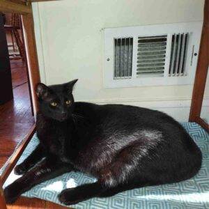 Black and grey tabby cat adoption rochester ny 1