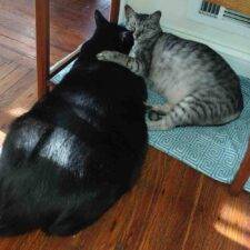 Black And Grey Tabby Cat Adoption Rochester NY 1