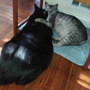 Black and grey tabby cat for adoption in rochester ny – supplies included – adopt teaka and twix