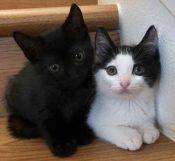 Black And Tuxedo Kittens For Adoption Honolulu HI
