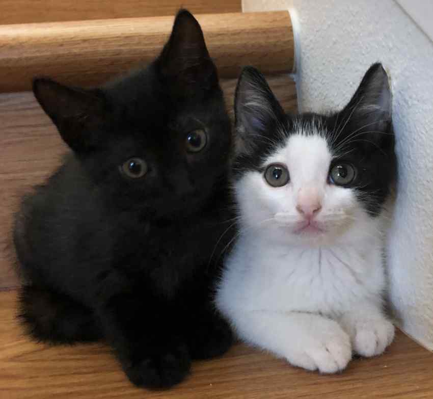 Black and Tuxedo Kittens For Adoption Honolulu HI