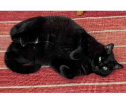 Black And White Cat For Adoption In Charlotte NC