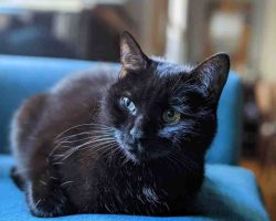 Black And White Cat For Adoption In Charlotte NC