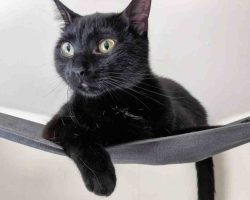 Black And White Cat For Adoption In Charlotte NC