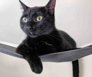 black and white cat for adoption Photo Black and White Cat For Adoption in Charlotte NC