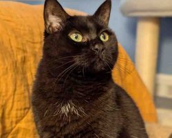 Black And White Cat For Adoption In Charlotte NC