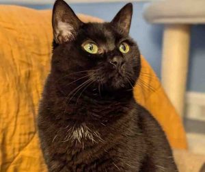 Black and White Cat For Adoption in Charlotte NC