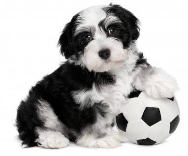 Black and white havanese puppy