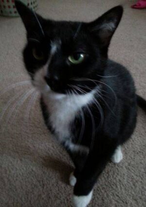 Black And White Tuxedo Cat For Adoption In New York
