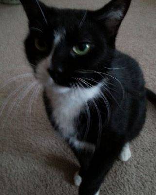 Black and White Tuxedo Cat For Adoption in New York