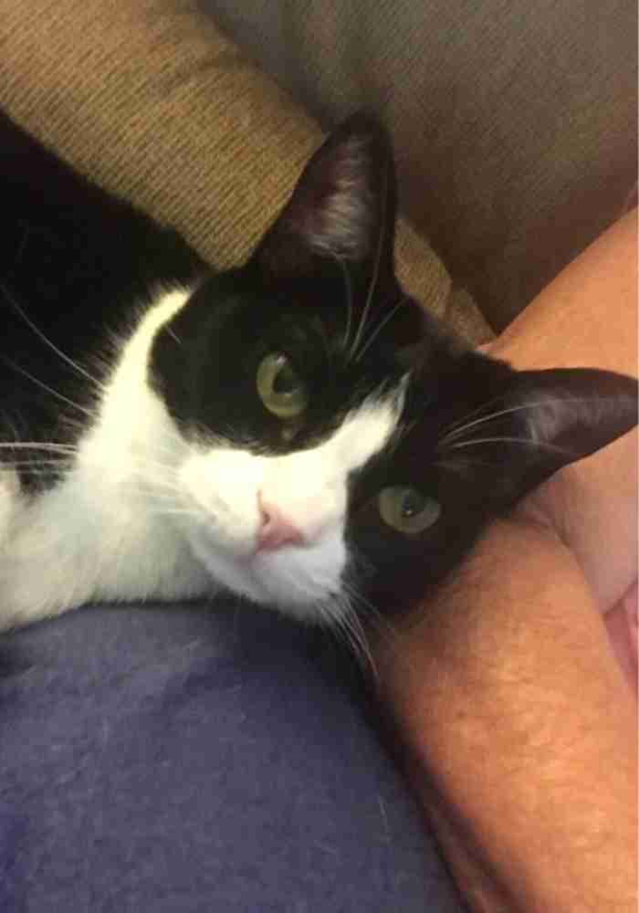 Black and White Tuxedo Cat For Adoption in San Diego CA