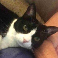 Black And White Tuxedo Cat For Adoption In San Diego CA (1)