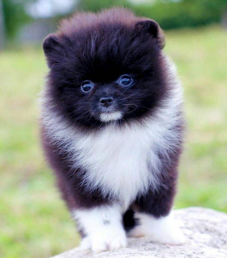 Black white pomeranian