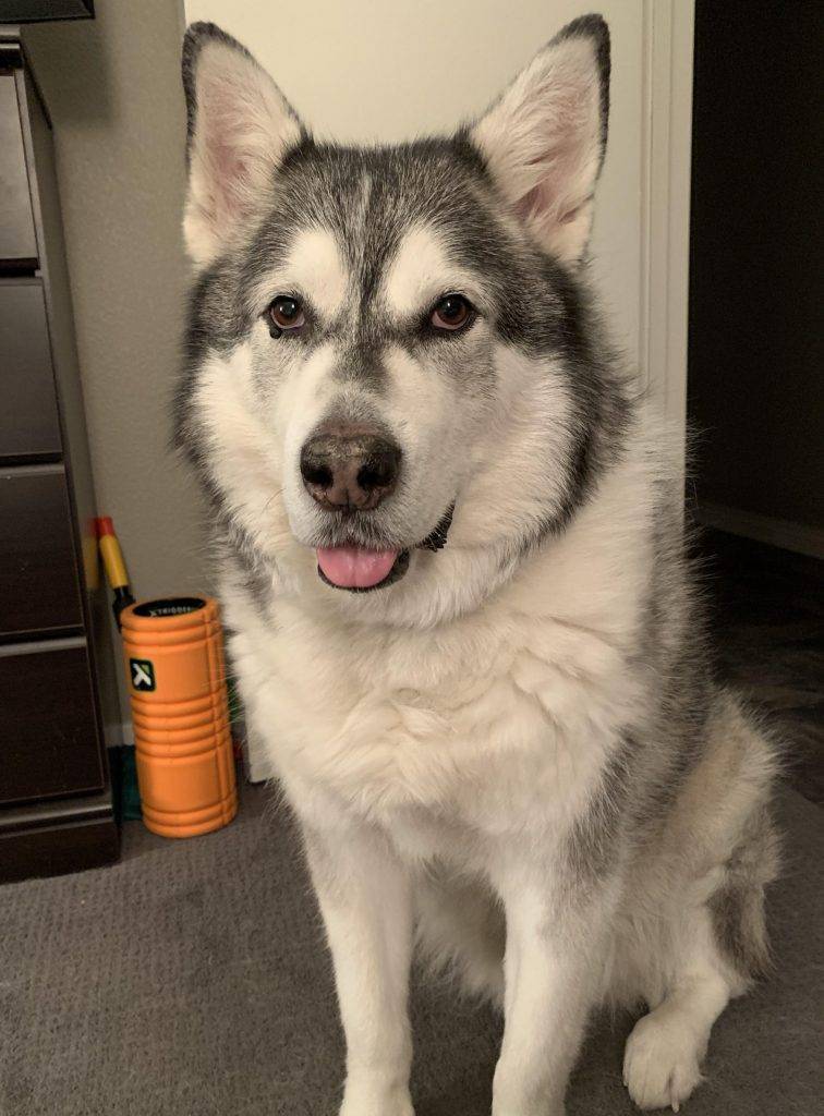 Giant siberian husky for adoption in portland oregon