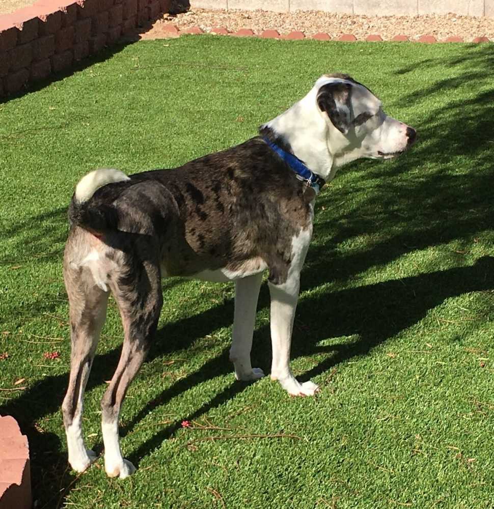 Las vegas nv - australian shepherd mix dog for private adoption