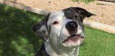 Bleu FEATURED Australian Shepherd Mix Puppy For Adoption Las Vegas Nevada