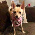 Blondie Chihuahua For Adoption Austin Texas