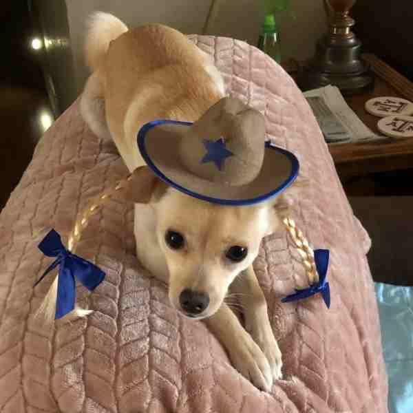 Blondie chihuahua for adoption austin texas
