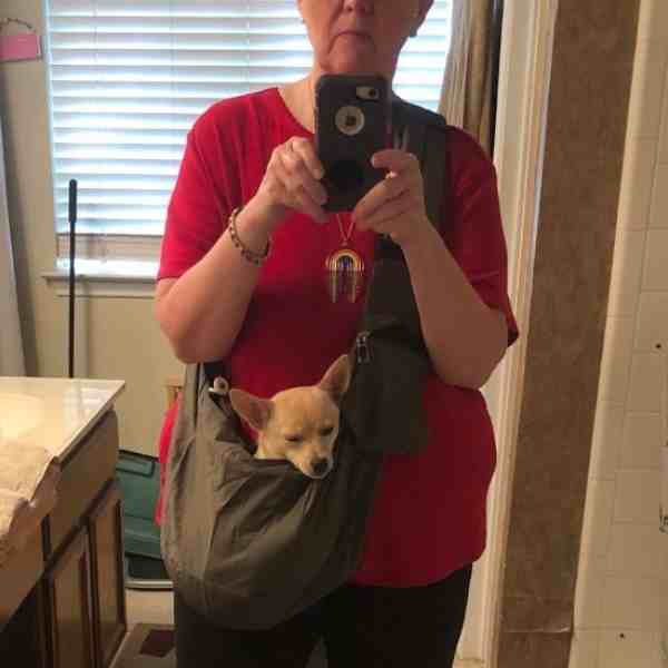 Blondie chihuahua for adoption austin texas