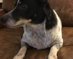 Blue heeler mix for adoption texas 2