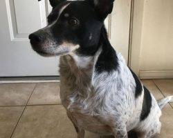 Blue heeler mix for adoption texas 2