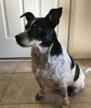 Blue Heeler Mix For Adoption Texas 2