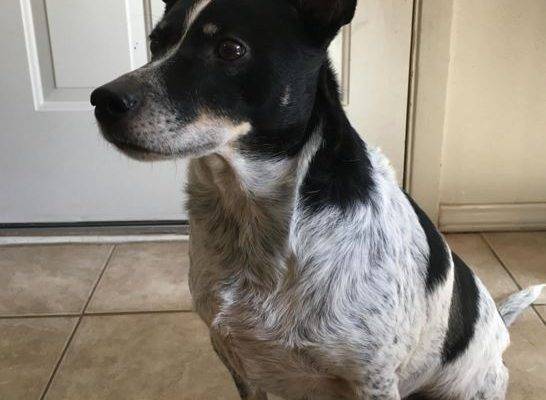Blue Heeler Mix For Adoption Texas 2