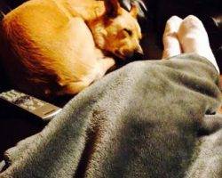 Blue heeler siberian husky lab mix for adoption dallas texas 4