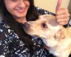Blue heeler siberian husky lab mix for adoption dallas texas 4