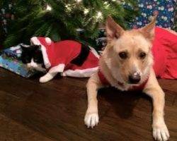 Blue heeler siberian husky lab mix for adoption dallas texas 5